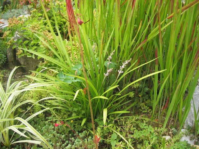 Liriope muscari
